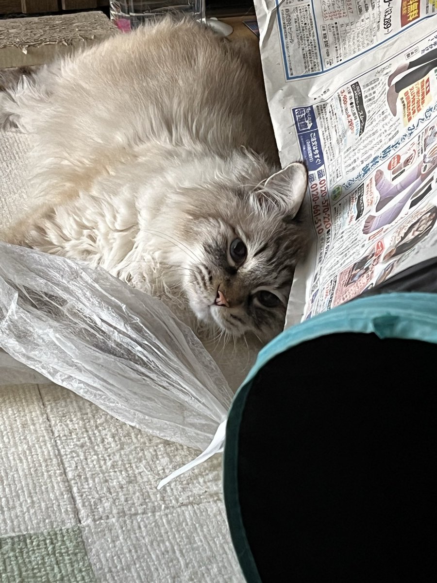 h26443363's tweet photo. おはよう御座います🐱✨

今日も猫さん🐱は普段通りのマイペース😊

それでは体調管理に気を付けて良き一日をお過ごしください🤗 https://t.co/j4Gb7e7Jaj