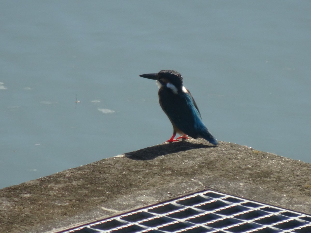 ruby_emy's tweet photo. 八ツ屋大池公園のカワセミ
今朝は涼しめなので久しぶりに朝のカワセミ、この後水上デッキの下に隠れてしまったのでこれだけ。
#大府市 https://t.co/3HuurW7S0z