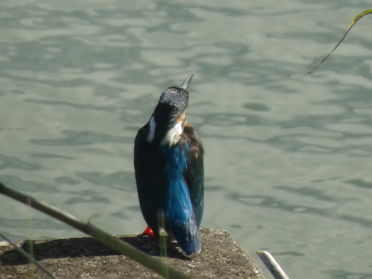 ruby_emy's tweet photo. 八ツ屋大池公園のカワセミ
今朝は涼しめなので久しぶりに朝のカワセミ、この後水上デッキの下に隠れてしまったのでこれだけ。
#大府市 https://t.co/3HuurW7S0z