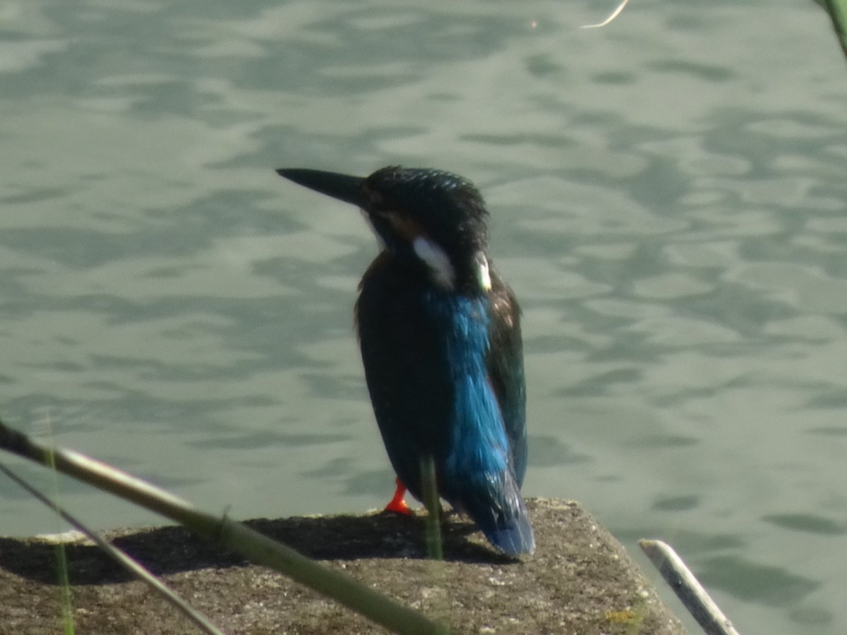 ruby_emy's tweet photo. 八ツ屋大池公園のカワセミ
今朝は涼しめなので久しぶりに朝のカワセミ、この後水上デッキの下に隠れてしまったのでこれだけ。
#大府市 https://t.co/3HuurW7S0z