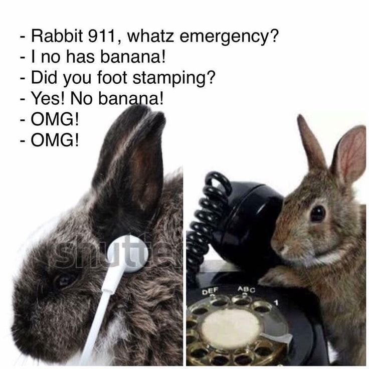 animalpopular9's tweet photo. https://t.co/Avljx81TjY