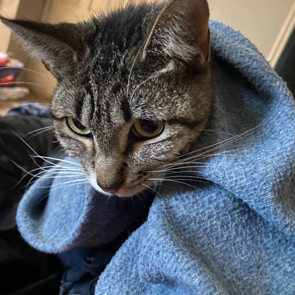 EldritchGrandpa's tweet photo. So This is Princess. Princess is a year old and has been having teeth issues. We thought they were resolved but they are not, and shes going to need her teeth removed. It's going to be very expensive and I could use all the help I can get..

https://t.co/VJuLHCZFBN https://t.co/zQWTxzqAEz