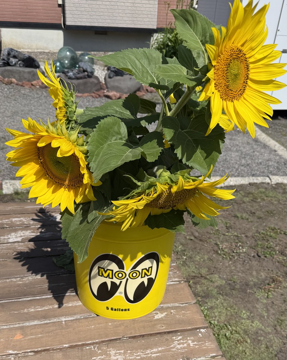 captainalaska01's tweet photo. 今日も元気です🌻 https://t.co/axSOzlZdfk