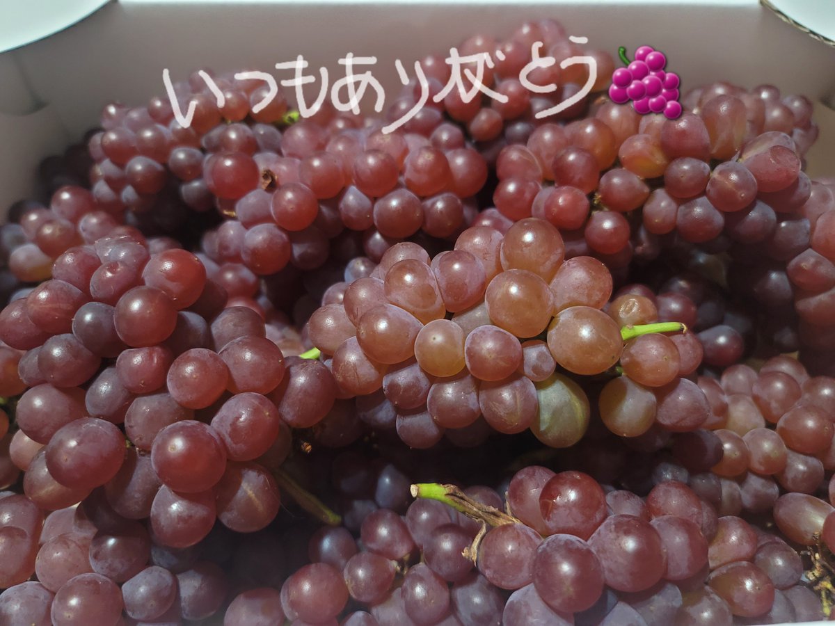 min11_na's tweet photo. こんにちわ🍀😌

日曜日、打ち上げ花火
見てきました。

ぶどう🍇頂きました^^
ありがとう。

＃打ち上げ花火
＃あつ森線香花火
#ぶどう https://t.co/aQTpvfpR0x