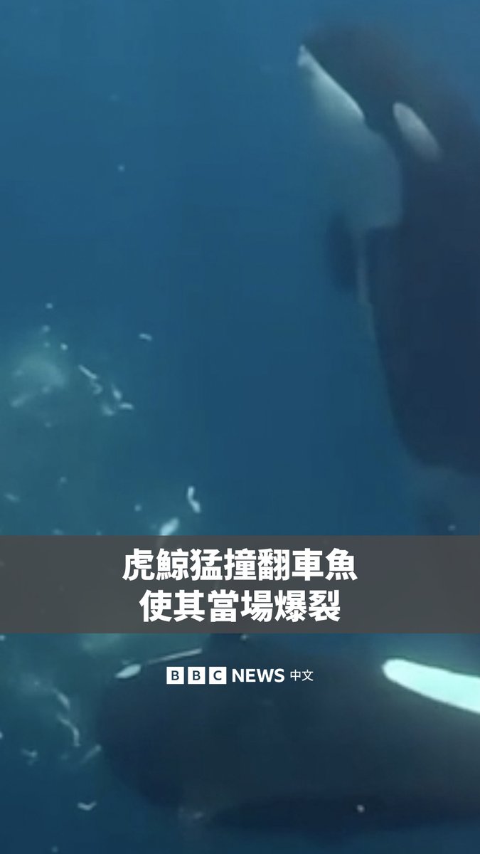 Video preview: 科学家发布罕见影片,记录了虎鲸猛烈撞击翻车鱼,并将其撞成数以千计细碎残骸。
影片拍摄于墨西哥加利福