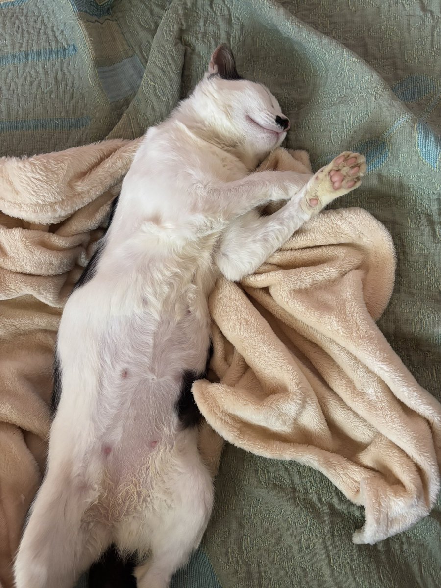 sonzapetsch's tweet photo. o jeito que essa gata dorme gente 🥲🥲 ela tomando conta da minha cama INTEIRA sobrou um pedacinho assim 🤏🏻 pra eu deitar https://t.co/qtfgrosgbt