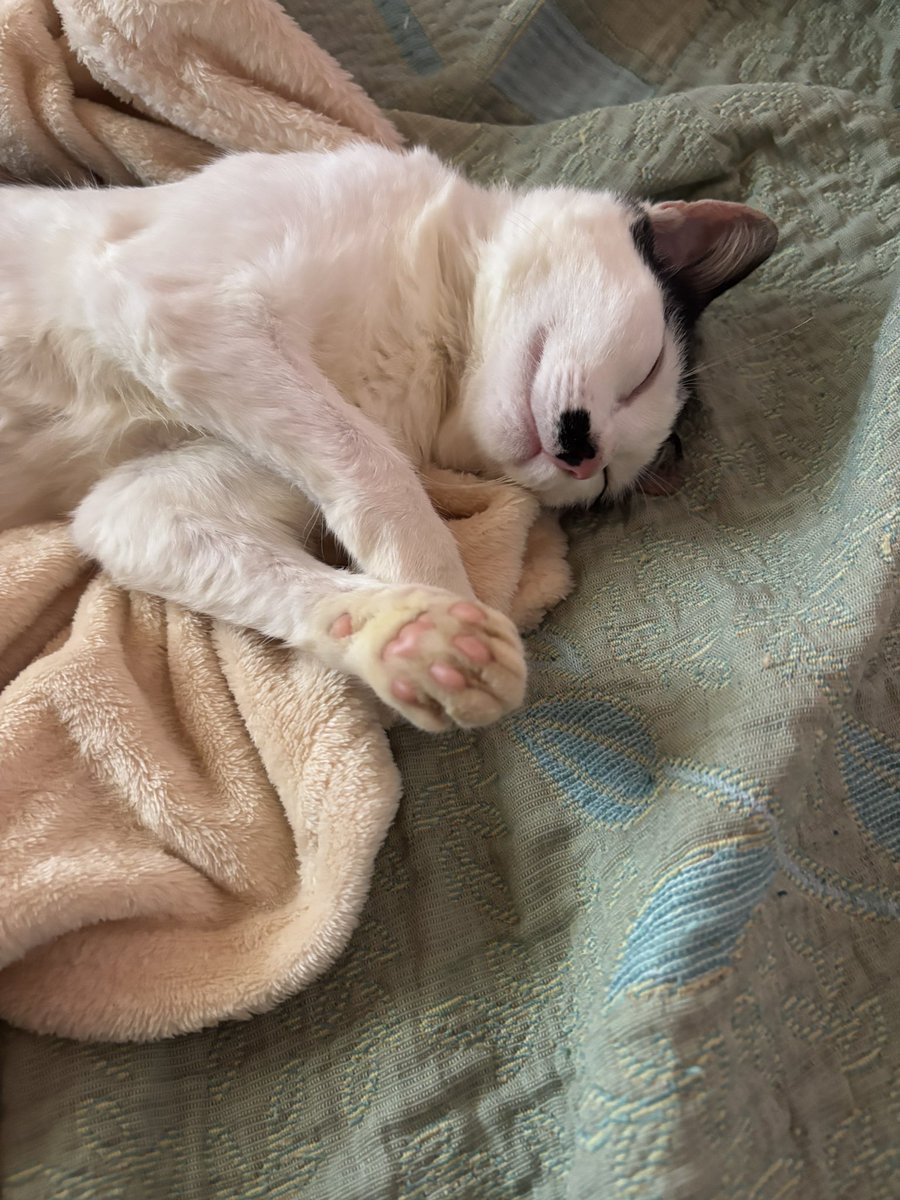 sonzapetsch's tweet photo. o jeito que essa gata dorme gente 🥲🥲 ela tomando conta da minha cama INTEIRA sobrou um pedacinho assim 🤏🏻 pra eu deitar https://t.co/qtfgrosgbt