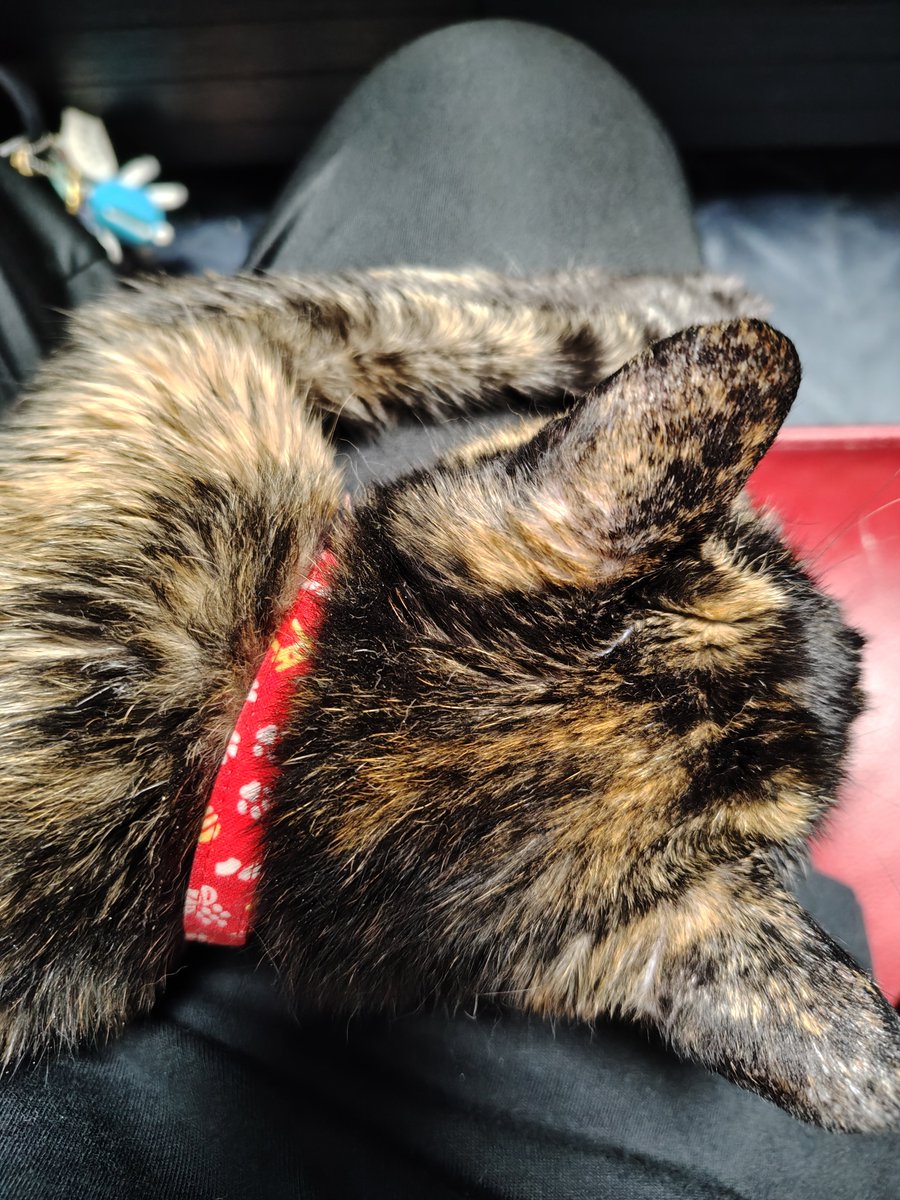 tomox58's tweet photo. おはようございます〜
(=^・^=)
うちのこサビ猫ニャニャコさんと黒猫ノワールくんは今朝も元気です🐱

今朝もまた、膝でてろり〜んって溶けて寝ているニャニャコさんです

#ニャニャコさん
#サビ猫
#ノワールくん
#黒猫
#うちのこ可愛い
#よそのこも可愛い https://t.co/zYrnAs5Krp