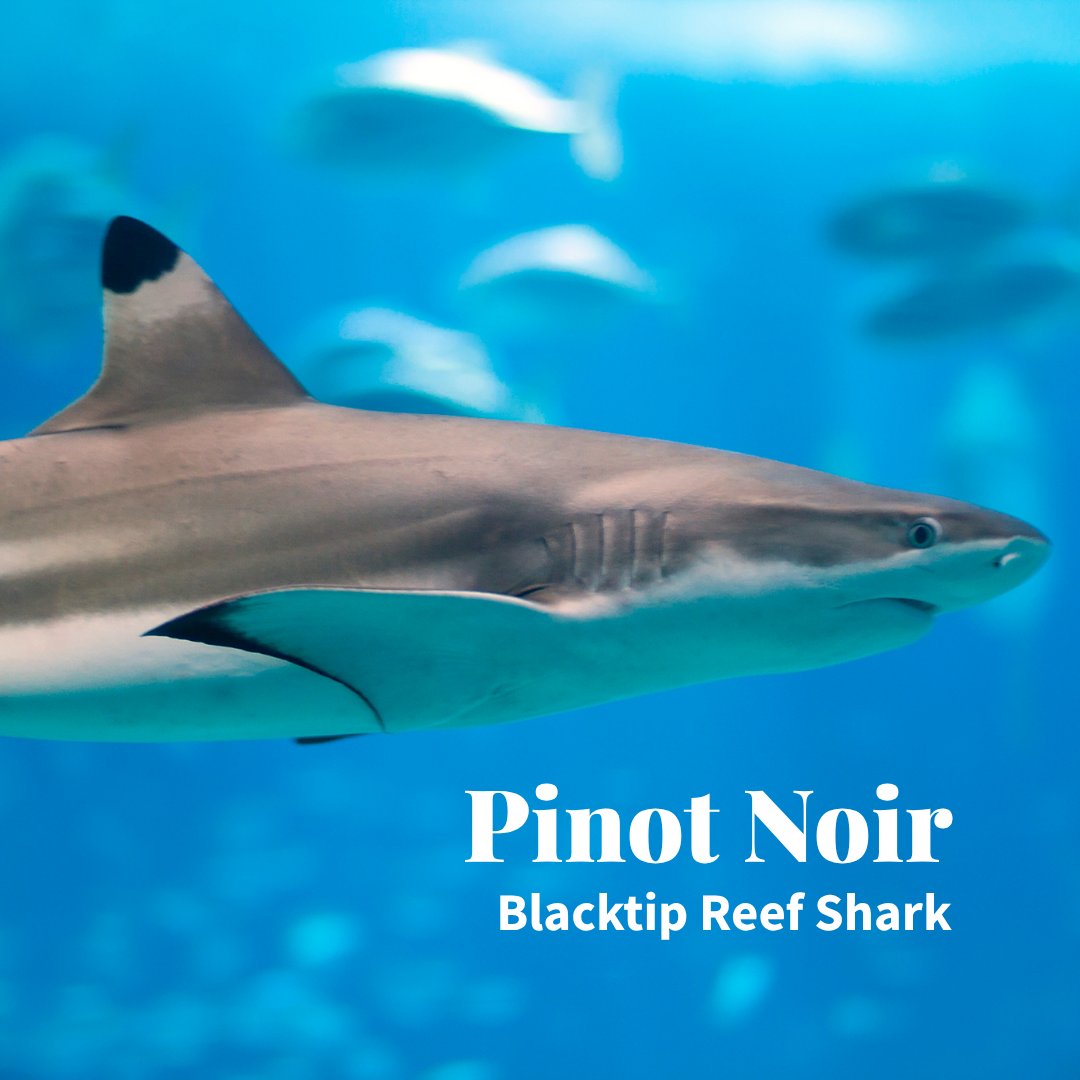 TotalWine's tweet photo. In honor of 🦈 week, we reimagined some wines into sharks.

How do you feel about our analysis?

Pt. 1 https://t.co/kLECP2Lu0V