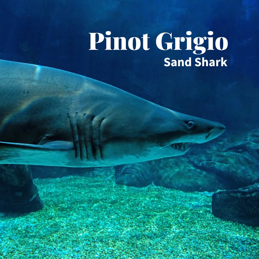 TotalWine's tweet photo. In honor of 🦈 week, we reimagined some wines into sharks.

How do you feel about our analysis?

Pt. 1 https://t.co/kLECP2Lu0V