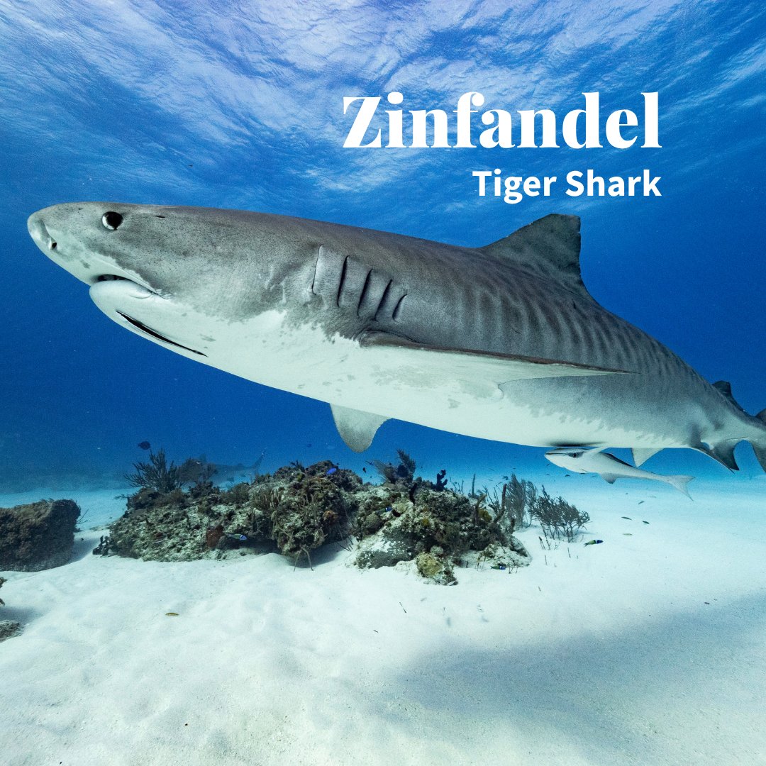 TotalWine's tweet photo. In honor of 🦈 week, we reimagined some wines into sharks.

How do you feel about our analysis?

Pt. 1 https://t.co/kLECP2Lu0V
