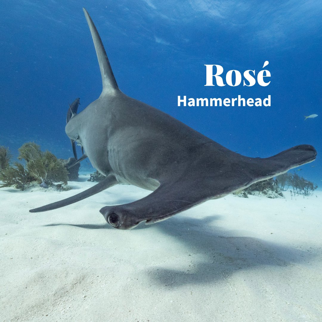 TotalWine's tweet photo. In honor of 🦈 week, we reimagined some wines into sharks.

How do you feel about our analysis?

Pt. 2 https://t.co/I4uIrULJpP