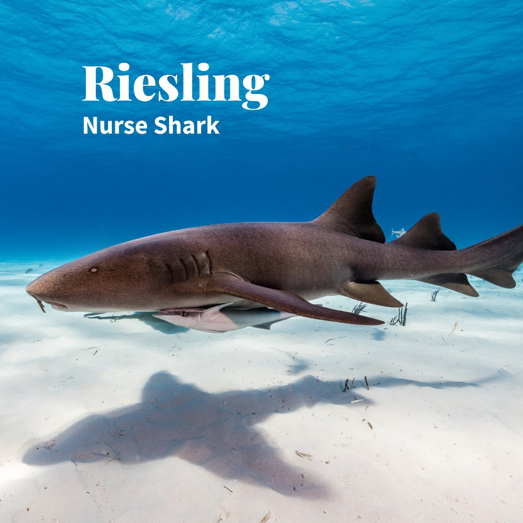 TotalWine's tweet photo. In honor of 🦈 week, we reimagined some wines into sharks.

How do you feel about our analysis?

Pt. 2 https://t.co/I4uIrULJpP
