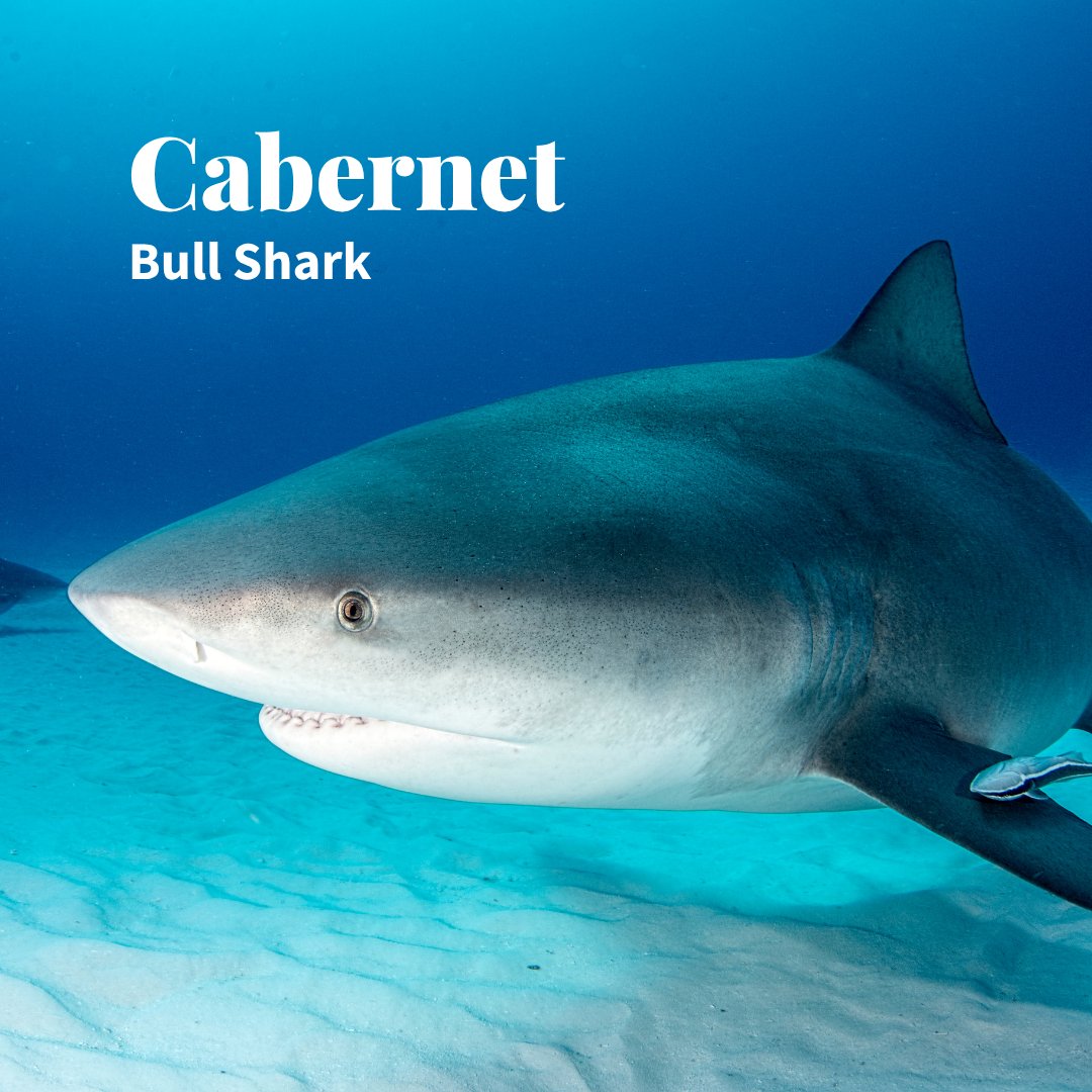 TotalWine's tweet photo. In honor of 🦈 week, we reimagined some wines into sharks.

How do you feel about our analysis?

Pt. 2 https://t.co/I4uIrULJpP
