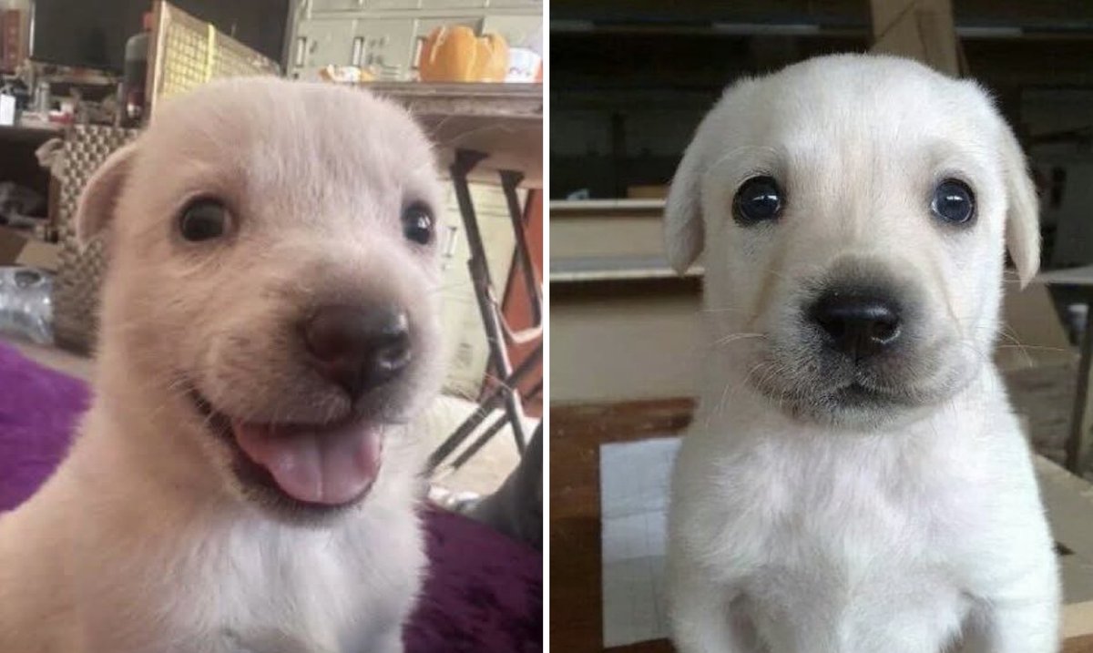 Guarromantico_'s tweet photo. Yo celando de broma // Yo cuando empiezo a sentir celos de verdad https://t.co/FLyxV5iVAk