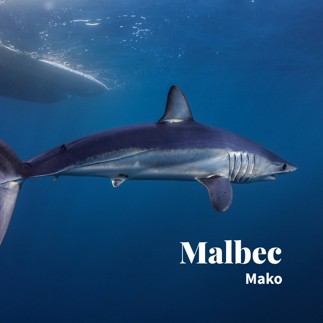TotalWine's tweet photo. In honor of 🦈 week, we reimagined some wines into sharks.

How do you feel about our analysis?

Pt. 3 https://t.co/R1I8xMFzqW