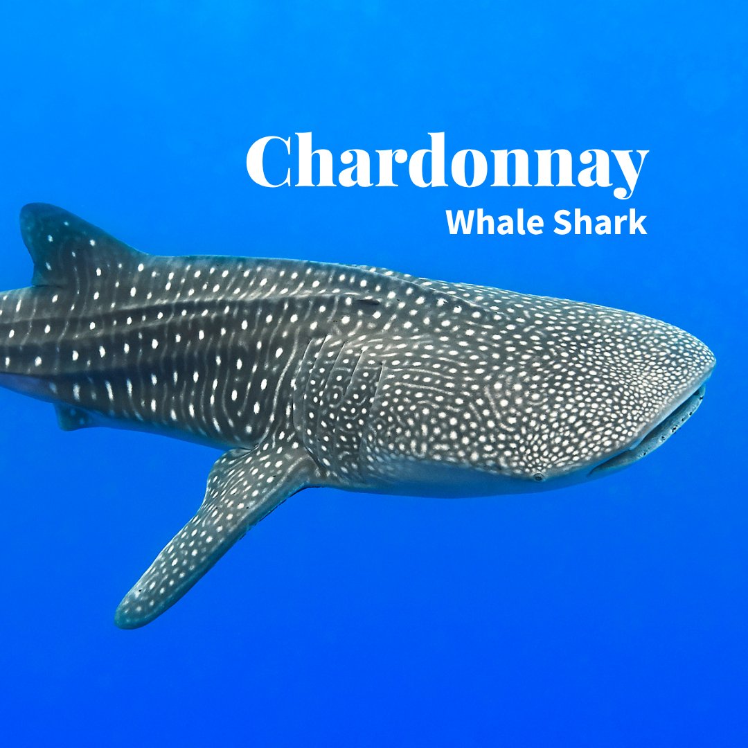 TotalWine's tweet photo. In honor of 🦈 week, we reimagined some wines into sharks.

How do you feel about our analysis?

Pt. 3 https://t.co/R1I8xMFzqW