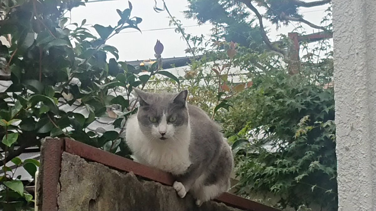 suga197366's tweet photo. @MARISA3Q 鞠紗さん😺✨おはようございます☀
本日もよろしくお願いします😀🍀🎌 https://t.co/sFiVKOj7LN