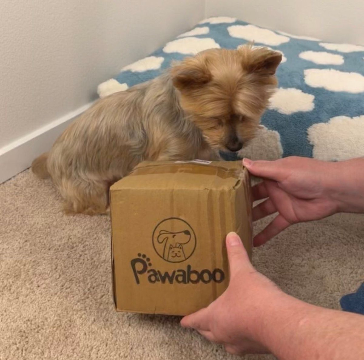 droeugc's tweet photo. Mom says the best UGC feels honest. I say honesty is me refusing to move off the product box during setup. https://t.co/AUV41jWUWP #PetUGC #DogUGC #UGC #DogsOfTwitter https://t.co/e4NAZOju7b