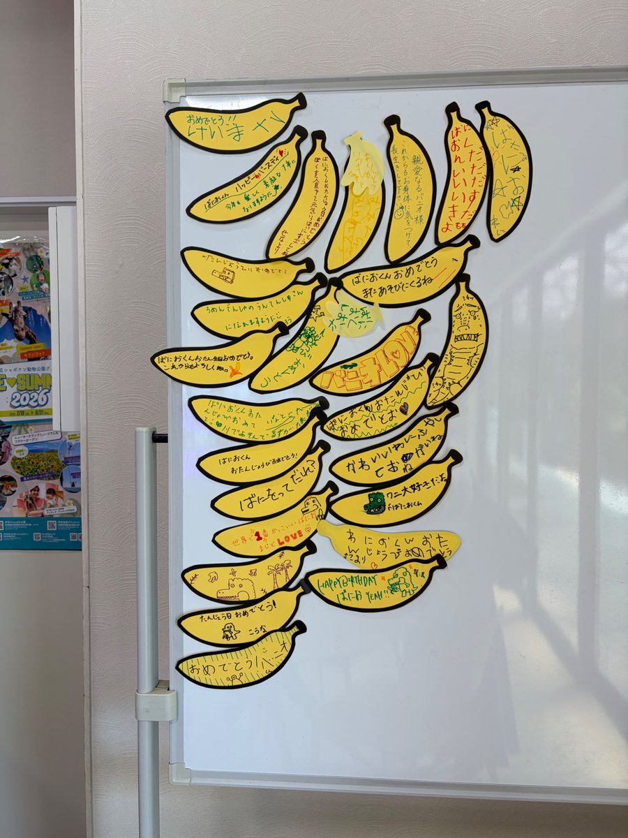 bananawanien_82's tweet photo. 8月2日は、ぼく「熱川ばにお」の誕生日わに〜‼️🎂🍌🐊
園内には、みんなからのあたたかいメッセージがいっぱいだわに🍌🐊
たくさんのお祝い、本当にありがとうわに✨🍌🐊
当日の「熱川ばにおに会おう！」では、みんなでハッピーバースデーの歌を歌ってくれたらうれしいわに🎶🍌🐊

＜熱川ばにおに会おう！＞
開催時間：
①10時30分～10時45分
②13時30分～13時45分
場所：
分園 アミューズメントコーナー

8月2日、熱川バナナワニ園で待ってるわに〜‼️🍌🐊

#熱川ばにお #ばにお #熱川バナナワニ園 #ばにお誕生日 #誕生日イベント #伊豆 #東伊豆 #伊豆熱川 #ワニ #バナナ