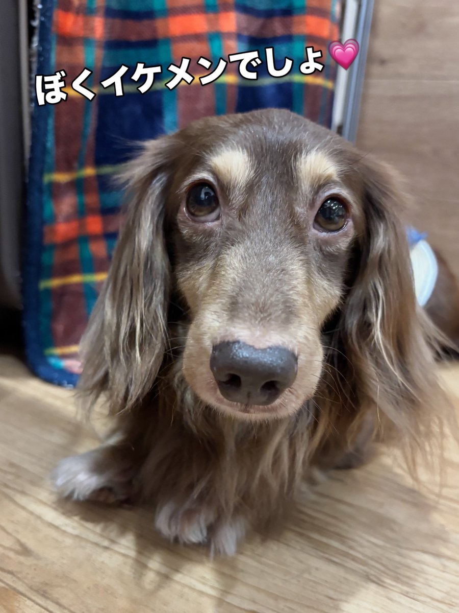 hogokensakai's tweet photo. 本日最初の投稿は…
かずなりくん⭐️

スタッフにてちてち付いて行き
きゅるるんおめめで見つめるあざとさ👀💗

目でアピールするタイプのダックスちゃんです🥺

一緒に帰れるずっとのお家に
早く出会えるといいな💭💞

🏠里親さま募集中🐶
📛かずなり
７歳/男の子(去勢済み)
#ミニチュアダックスフンド https://t.co/lYaqEHjvno