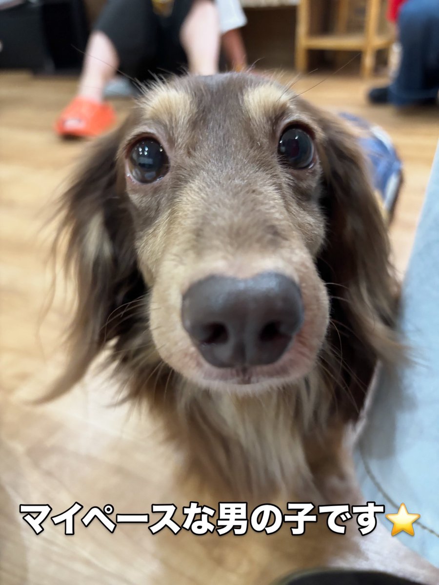 hogokensakai's tweet photo. 本日最初の投稿は…
かずなりくん⭐️

スタッフにてちてち付いて行き
きゅるるんおめめで見つめるあざとさ👀💗

目でアピールするタイプのダックスちゃんです🥺

一緒に帰れるずっとのお家に
早く出会えるといいな💭💞

🏠里親さま募集中🐶
📛かずなり
７歳/男の子(去勢済み)
#ミニチュアダックスフンド https://t.co/lYaqEHjvno