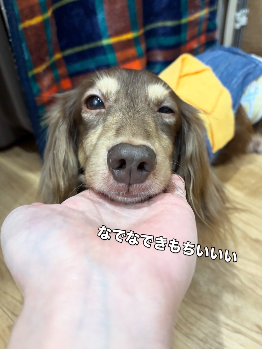 hogokensakai's tweet photo. 本日最初の投稿は…
かずなりくん⭐️

スタッフにてちてち付いて行き
きゅるるんおめめで見つめるあざとさ👀💗

目でアピールするタイプのダックスちゃんです🥺

一緒に帰れるずっとのお家に
早く出会えるといいな💭💞

🏠里親さま募集中🐶
📛かずなり
７歳/男の子(去勢済み)
#ミニチュアダックスフンド https://t.co/lYaqEHjvno