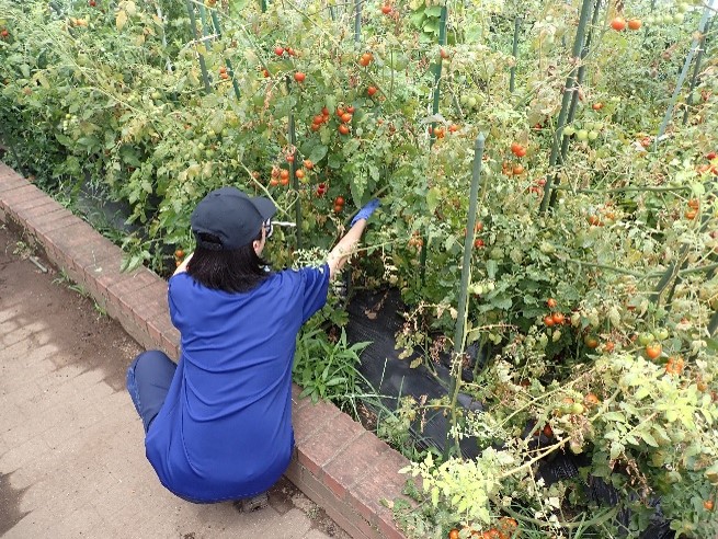 itabashitokushi's tweet photo. 🌱【農業班 その②】

先日紹介した農業班の野菜たち。 　　　　　　　　　　　　　　　　　　　　　　　　　　　　　　　　　　　　　　　　　　　　　　夏休み中も先生たちが水やりや収穫を続け、
畑は元気いっぱいです！
なすやピーマン、ミニトマトなどが、
夏の日差しを受けて���長しています。
畑では野菜が続々と実り、
毎日の成長に驚かされます。 🍅🥒🍆
#板橋特別支援学校 #農業班 #夏休み #野菜づくり