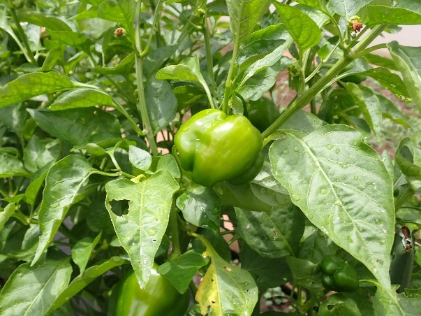itabashitokushi's tweet photo. 🌱【農業班 その②】

先日紹介した農業班の野菜たち。 　　　　　　　　　　　　　　　　　　　　　　　　　　　　　　　　　　　　　　　　　　　　　　夏休み中も先生たちが水やりや収穫を続け、
畑は元気いっぱいです！
なすやピーマン、ミニトマトなどが、
夏の日差しを受けて���長しています。
畑では野菜が続々と実り、
毎日の成長に驚かされます。 🍅🥒🍆
#板橋特別支援学校 #農業班 #夏休み #野菜づくり