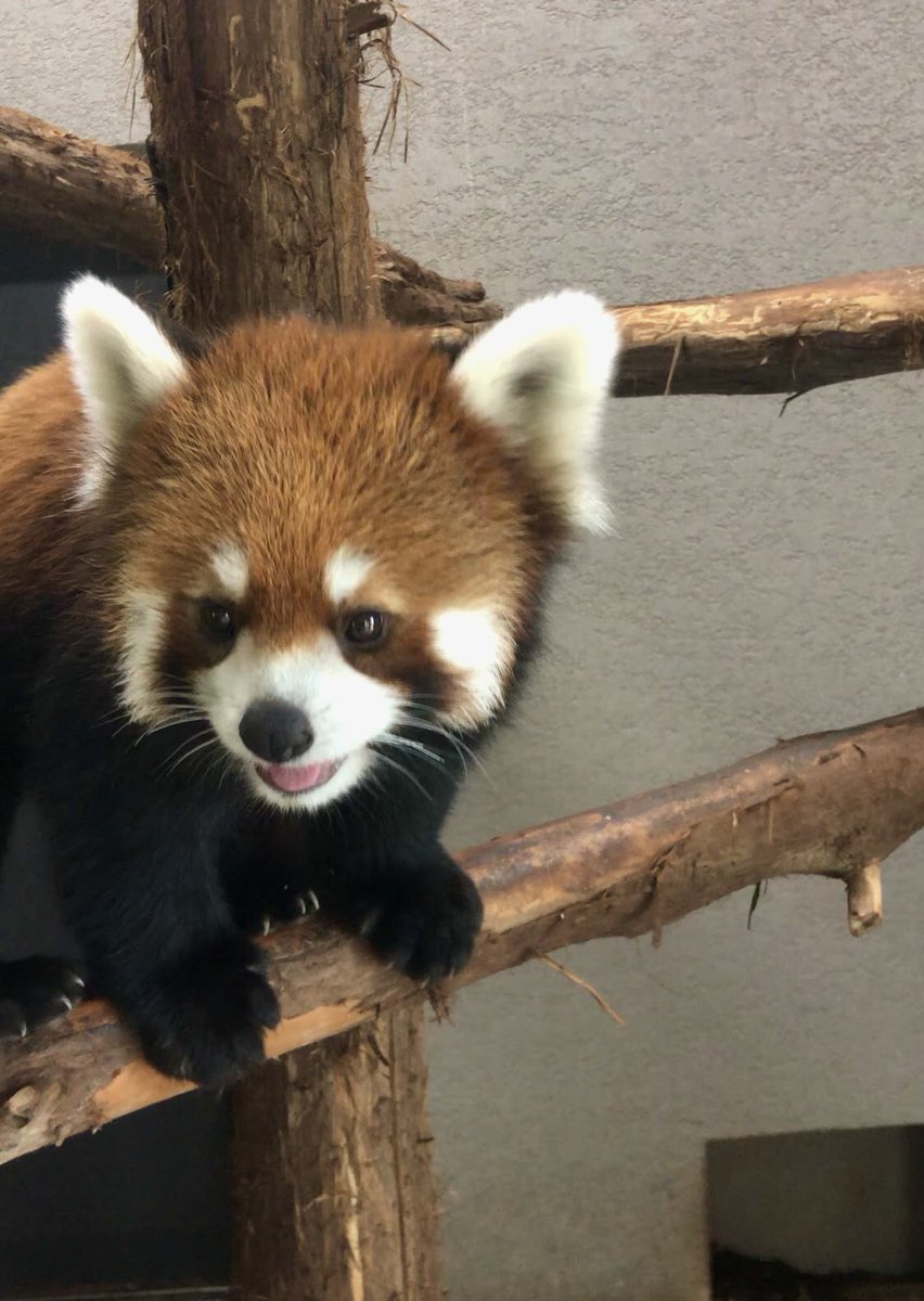 m_sapporo_m's tweet photo. 朝ごはんを
円山動物園に食べに来たら

ヒナギク屋内展示室で
大はしゃぎしてました。

おかえりヒナギク

札幌市円山動物園              
2026.7.29

#ヒナギク #円山動物園 #レッサーパンダ #redpanda https://t.co/jGxfzg2iu9