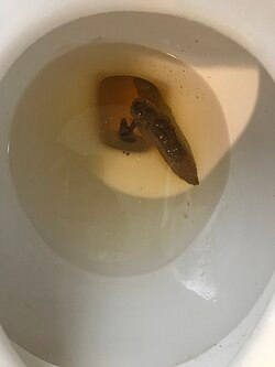 RoseValley_1488's tweet photo. @ShieldsClips Look at this nℹ️glet taking a bath. https://t.co/2WOjIFG6O1