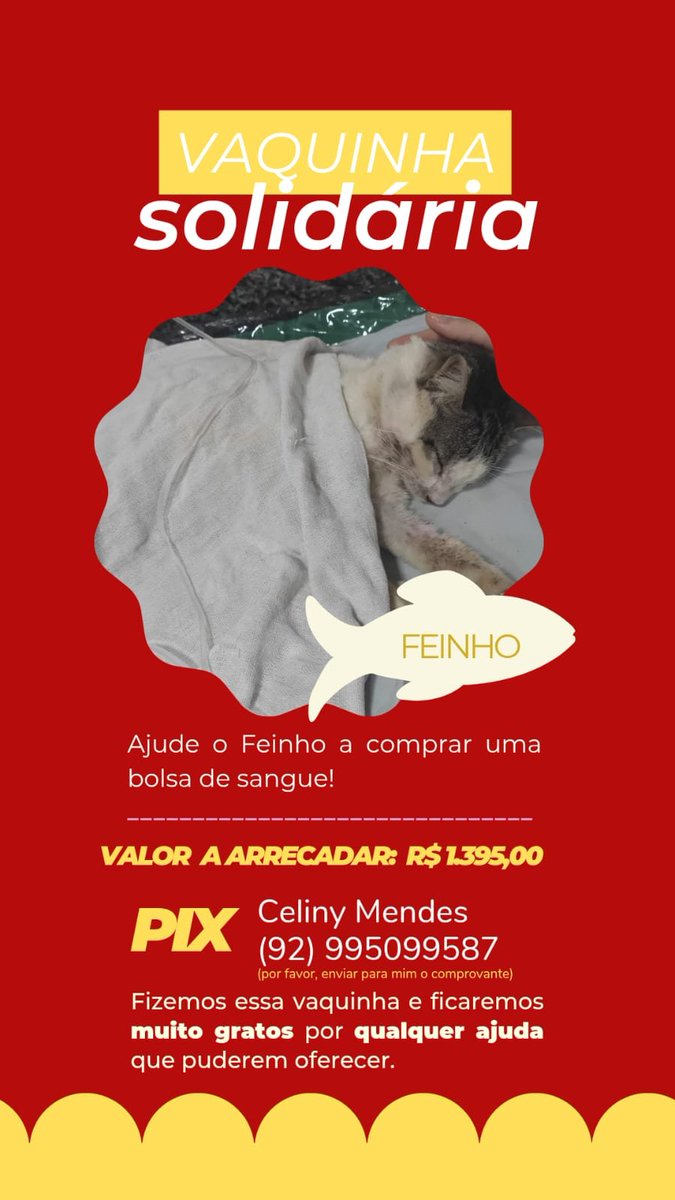 RodriBananinha's tweet photo. "Feinho é um gato de rua, do qual eu cuido. Apesar do tratamento que eu já estava fazendo nele, infelizmente teve uma súbita piora em seu quadro de anemia, necessitando com urgência de uma transfusão de sangue." qualquer contribuição é bem vinda!! https://t.co/NrTLieCpTJ