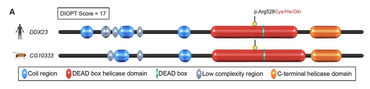 GIMJournal's tweet photo. Recurrent DDX23 gain-of-function variants cause a newly identified neurodevelopmental syndrome characterized by autism, #intellectualdisability, motor delay, and seizures. https://t.co/dOJhWpdfk6 #GIMO #DEADBoxHelicase #DevelopmentalDelay #MissenseVariants #GainOfFunction https://t.co/so4I2tITvW