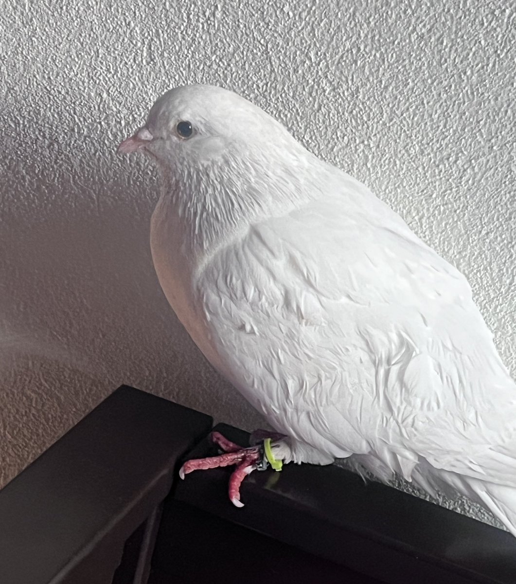 Suzu_LaPajarita's tweet photo. Paloma de casa. Se encuentra resguardada en CDMX sur de la ciudad. Trae anillo.
Favor d compartir para regresar con su familia https://t.co/1JNOVj6DZD