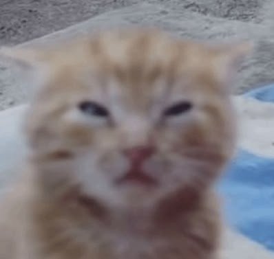 ʟᴀʟʏ៹⁷ tweet media