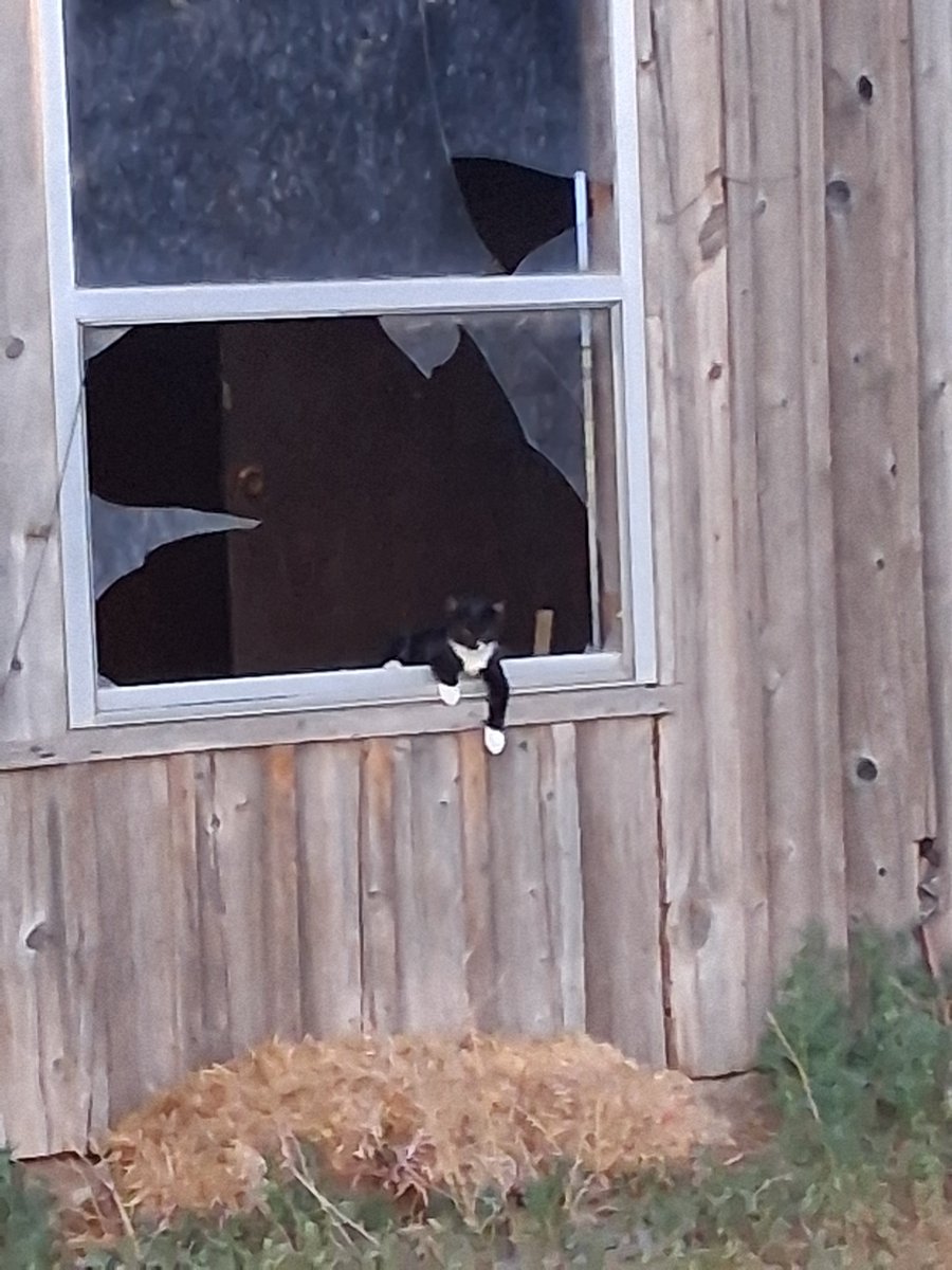 Jessica50361568's tweet photo. #barncatchat https://t.co/6bZ9vqEpls