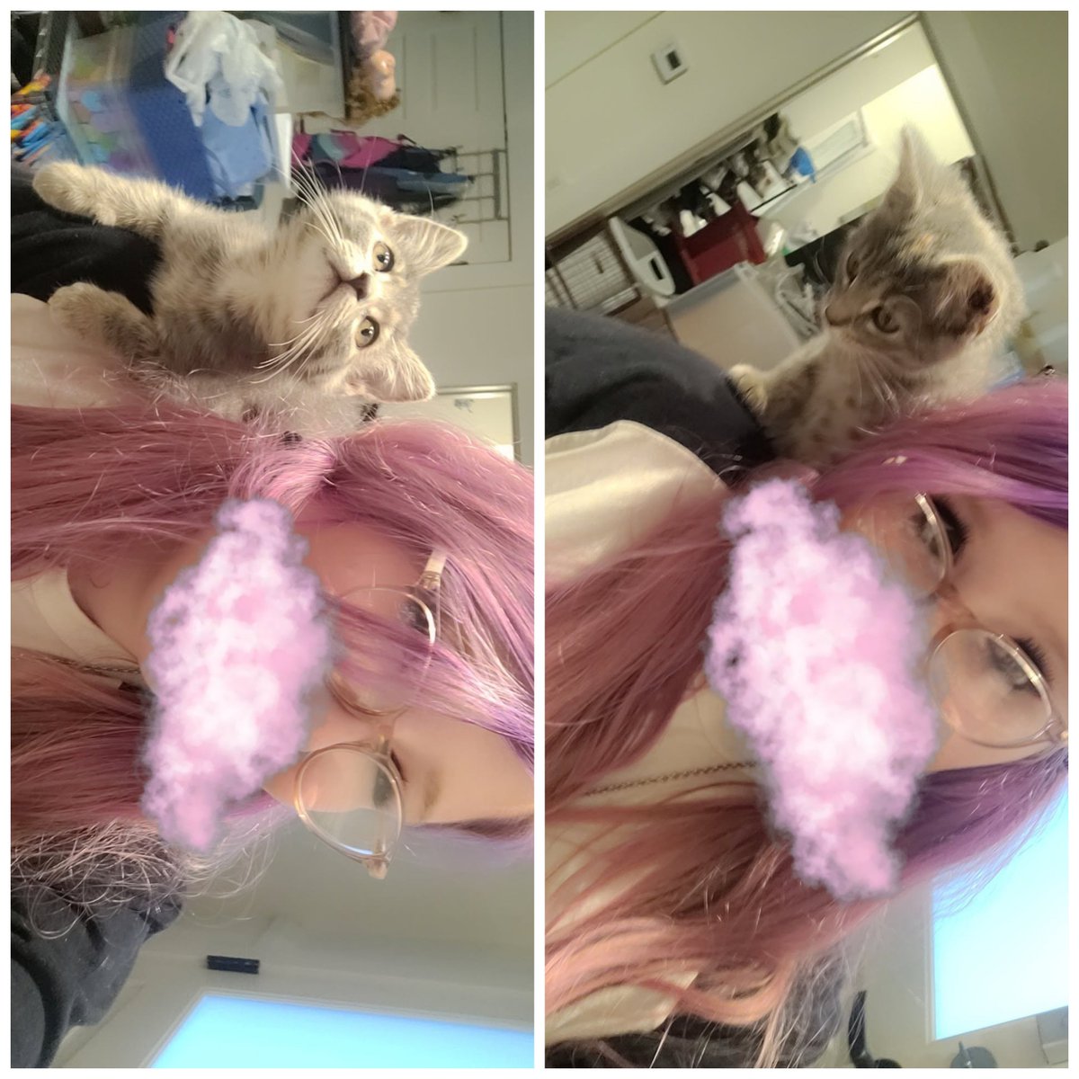 toddlrrs's tweet photo. bsf's new kitty, Ashtray!! <3 lil shoulder parrot https://t.co/ZNuDPYOQdh