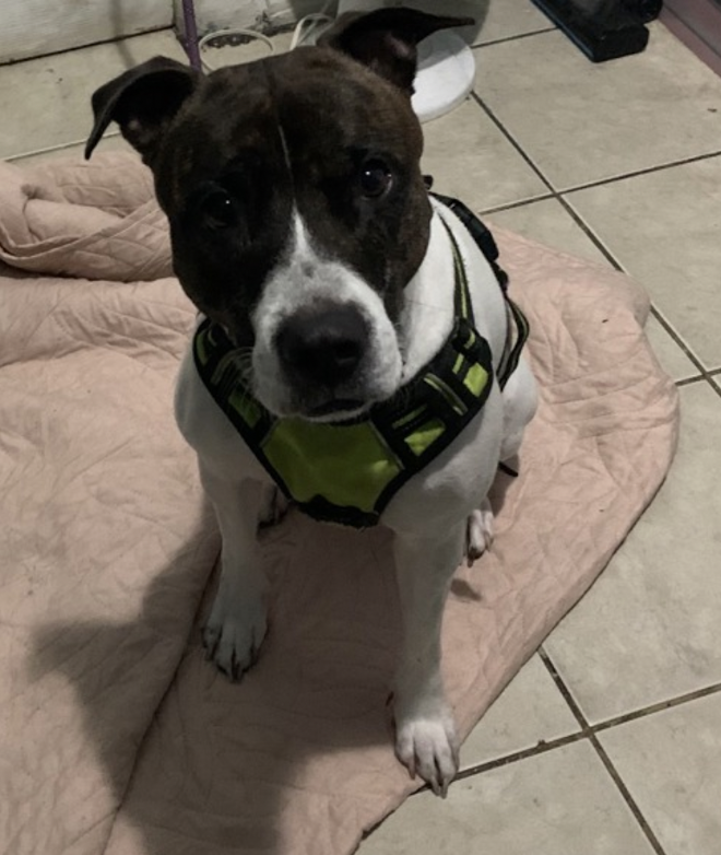 TAV4NYCACCDogs's tweet photo. 🎯Meet Beauty
4yr old-discarded by her family
♥️She needs exp. committed adopter
Help w/resource guarding, sep. anxiety
Structured home, positive reinforcement training
♥️She is affectionate, social w/family, loves catch
stuffs, balls and biscuit rewards
https://t.co/yRg3nkBOdr🛟 https://t.co/q8Cl5R4Hr1