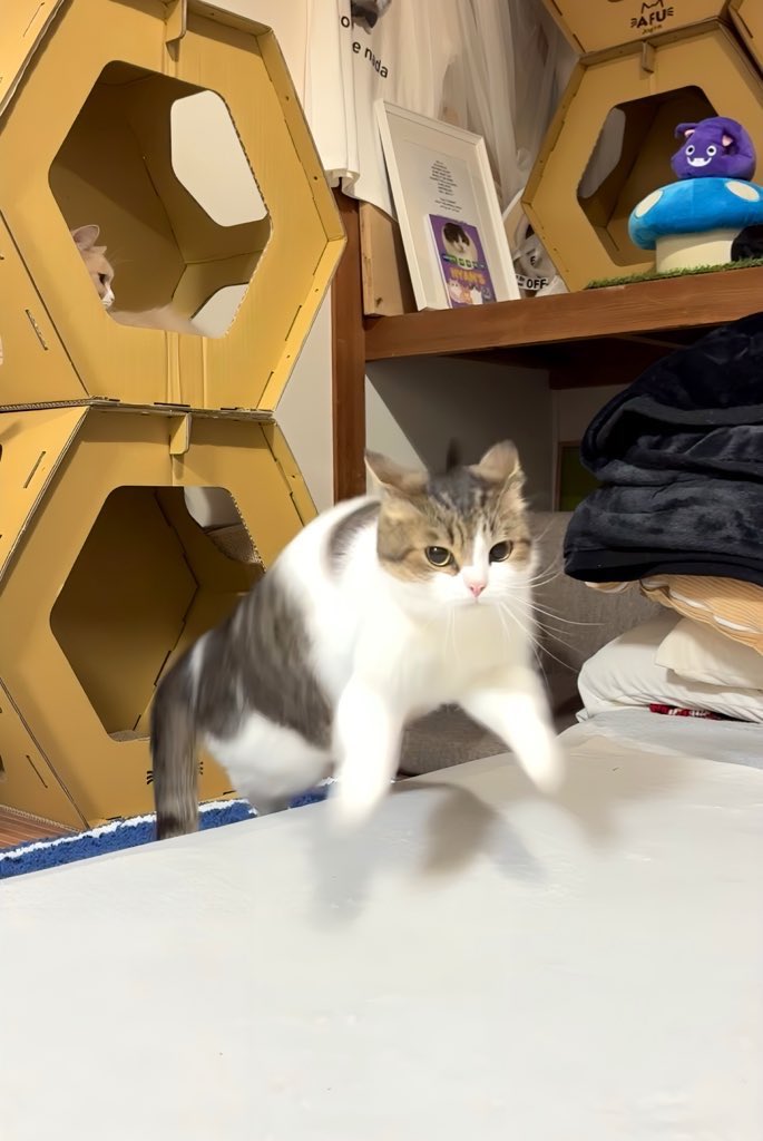 nikoandkotatoro's tweet photo. そ、そ、、早急に猫、吸おう。 https://t.co/oslDowf661