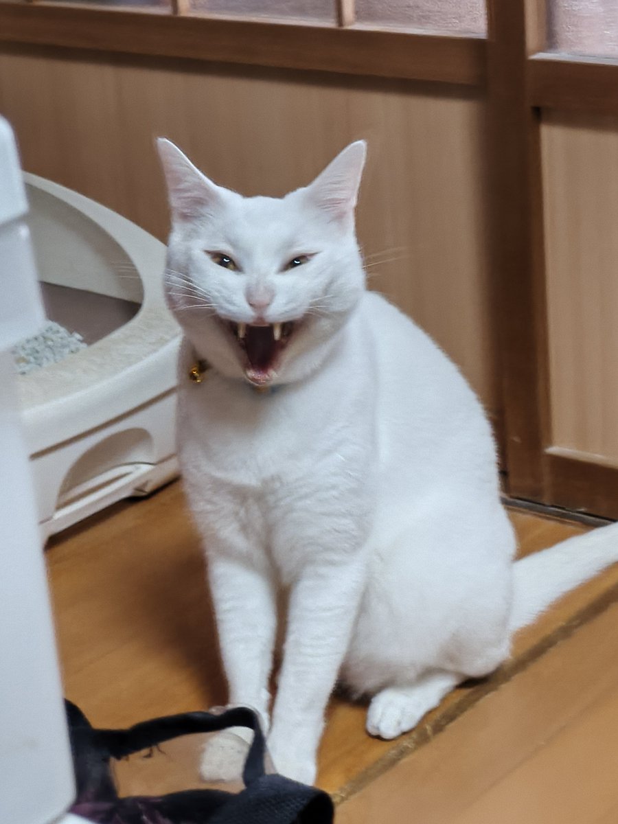 timely0's tweet photo. あくびの瞬間撮れた https://t.co/YcITZ0pROR