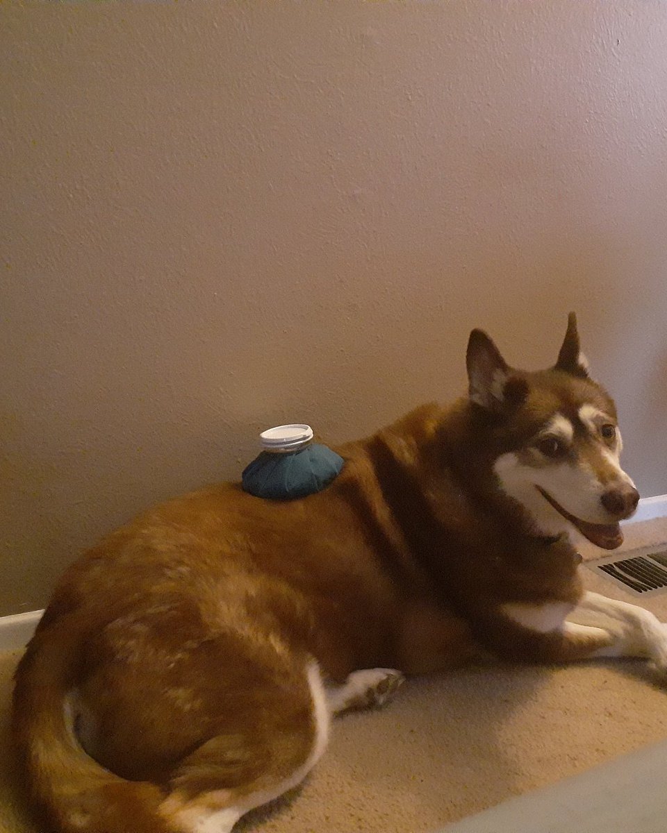onlyfloofs's tweet photo. Crossed paws like a lady

#onlyfloofs #DogsOfX https://t.co/JGr5X5kryC