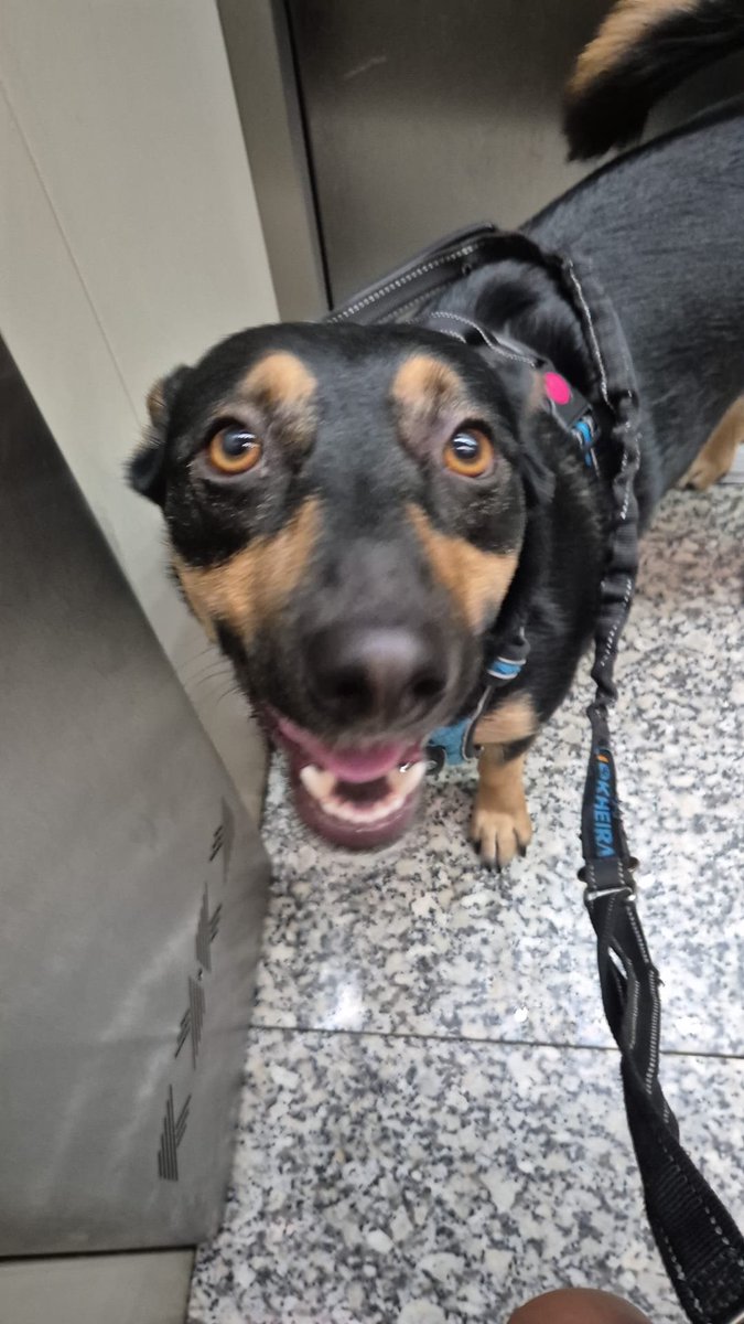 eraddddd's tweet photo. mi perro Mistetas está triste y necesita ver Tustetas https://t.co/HclUa2Sddd