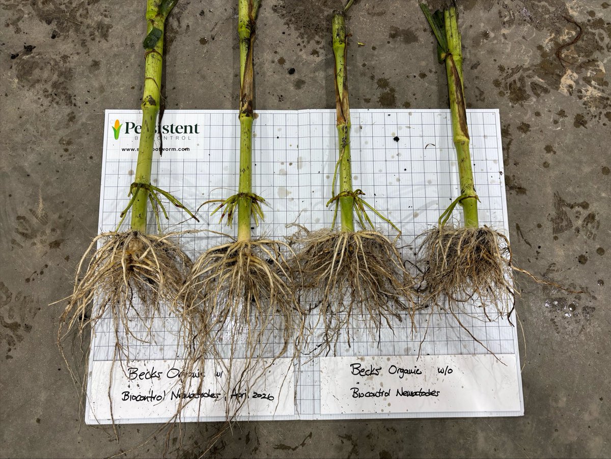 PBiocontrol's tweet photo. Some great results in organic corn treated with biocontrol nematodes applied this spring.  This organic field is on a corn-beans-corn rotation with significant northern rootworm feeding in the untreated check. Root injury scores of 1 to 2.5.  Outside the untreated check, corn roots were clean with very light feeding.  6 corn plants in each pile.
#rootworm #crw #organic