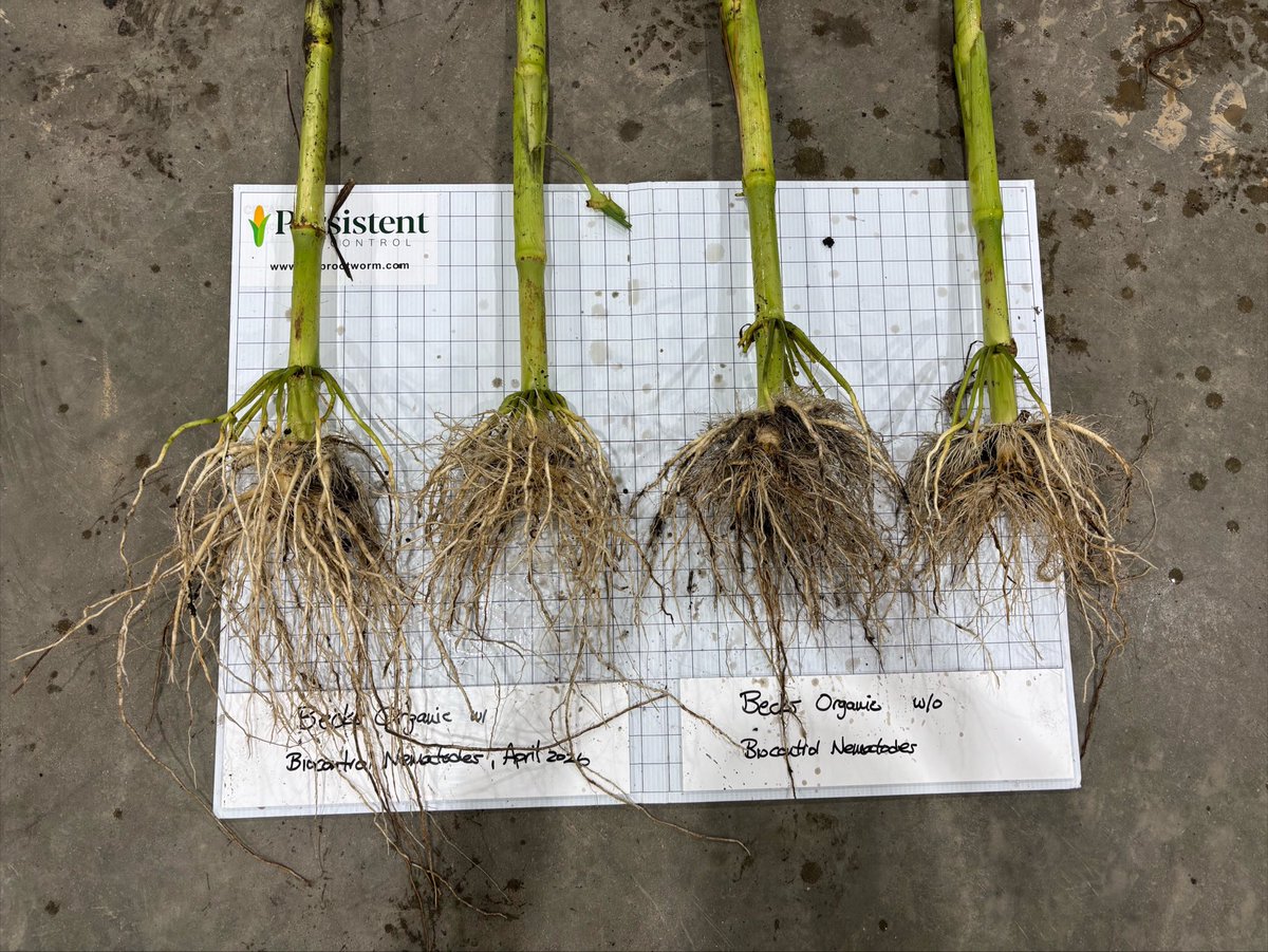 PBiocontrol's tweet photo. Some great results in organic corn treated with biocontrol nematodes applied this spring.  This organic field is on a corn-beans-corn rotation with significant northern rootworm feeding in the untreated check. Root injury scores of 1 to 2.5.  Outside the untreated check, corn roots were clean with very light feeding.  6 corn plants in each pile.
#rootworm #crw #organic
