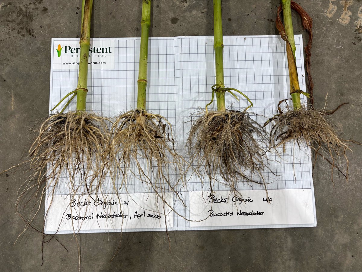 PBiocontrol's tweet photo. Some great results in organic corn treated with biocontrol nematodes applied this spring.  This organic field is on a corn-beans-corn rotation with significant northern rootworm feeding in the untreated check. Root injury scores of 1 to 2.5.  Outside the untreated check, corn roots were clean with very light feeding.  6 corn plants in each pile.
#rootworm #crw #organic