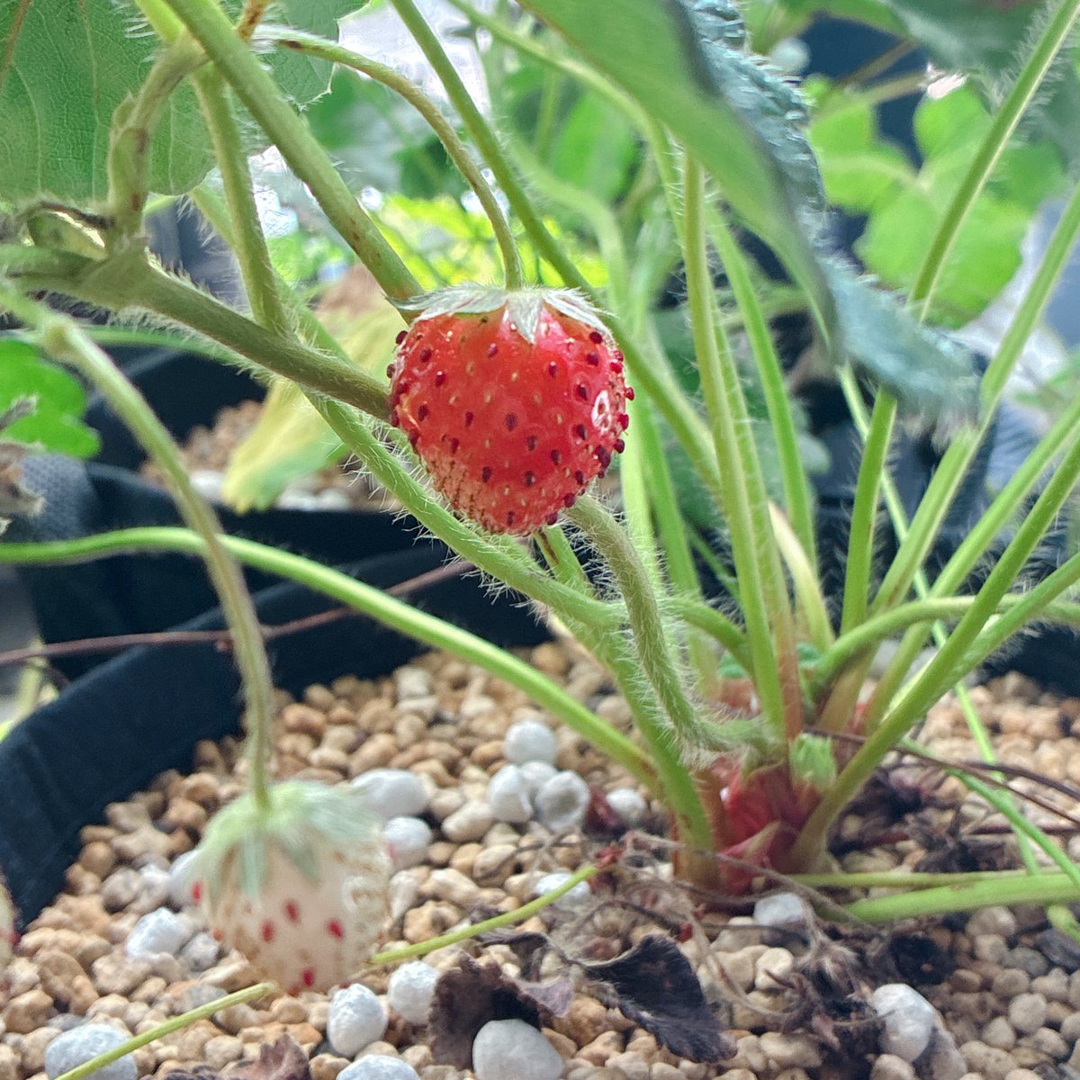 5月くらいに一回実りかけて腐ったんだけど、ついに出来そう！！🍓
