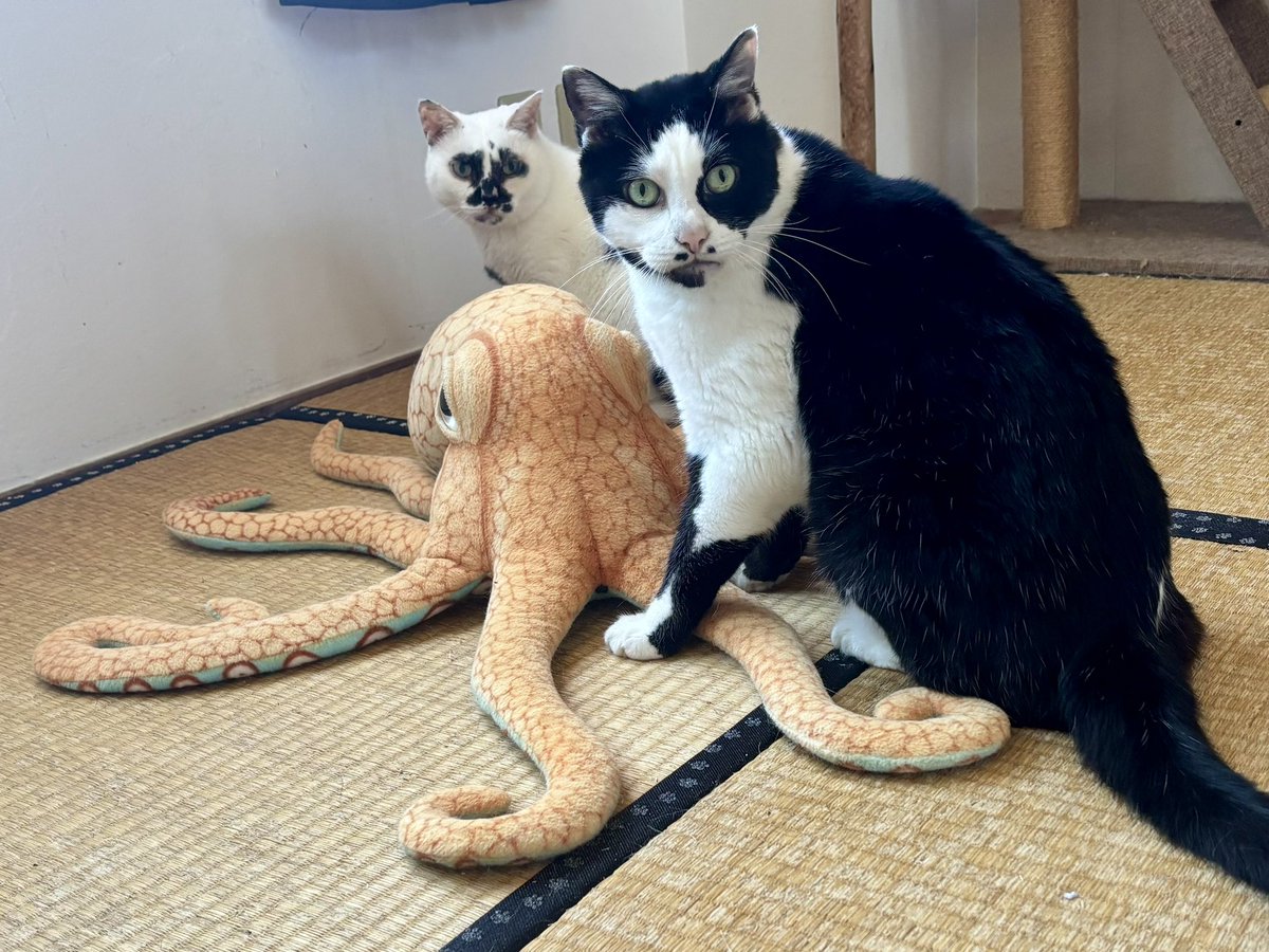 Post by 熱海 Muddy Cat on X: ＼えっ！？／