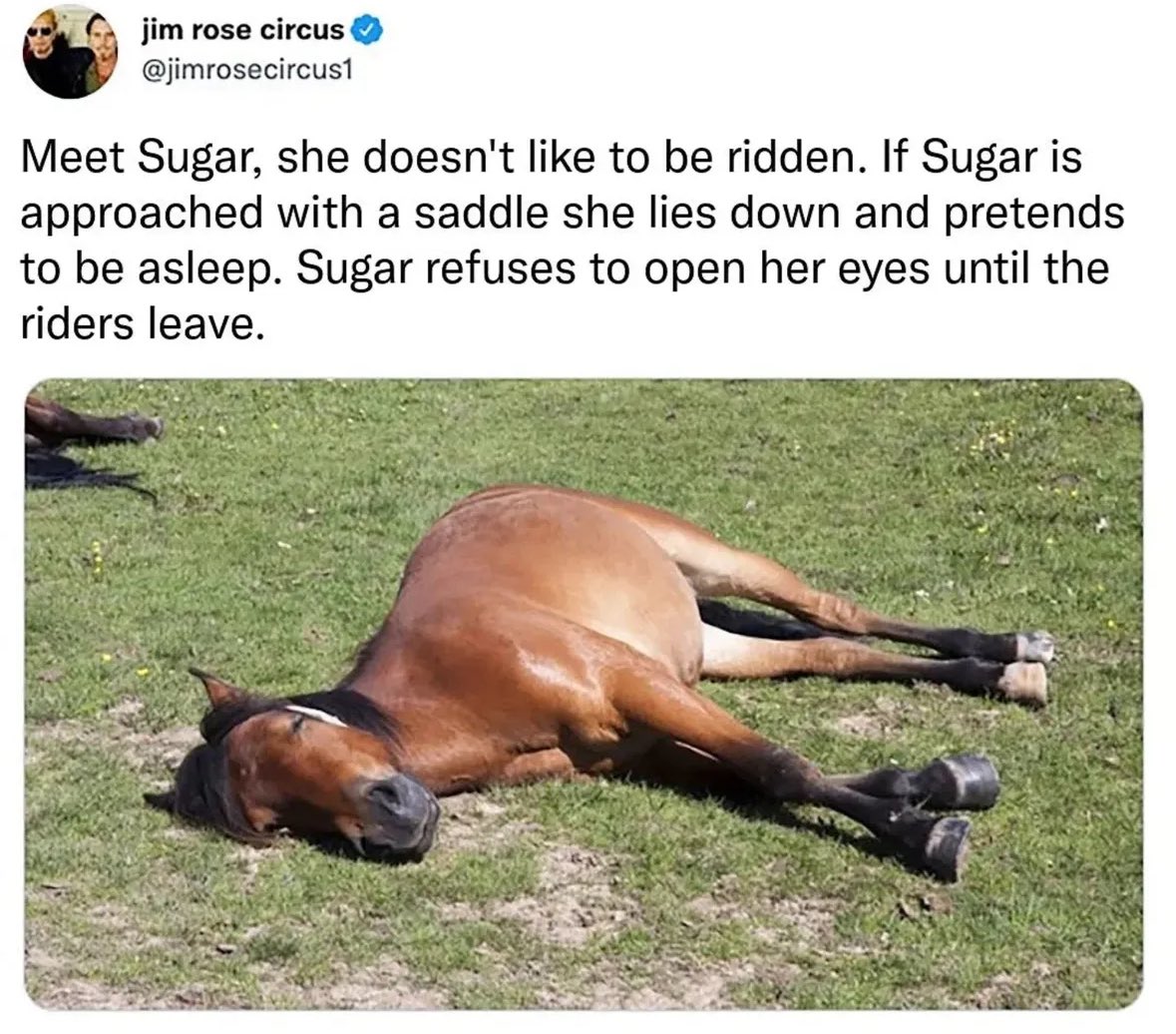 horseimage's tweet photo. mood https://t.co/b6BI3EOrjr