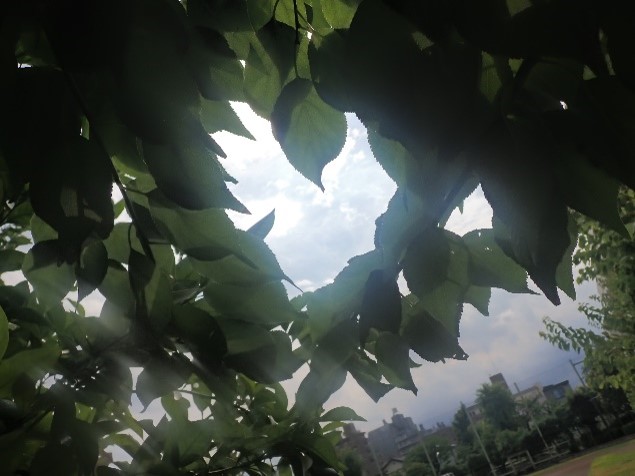itabashitokushi's tweet photo. 🏫夏季休業中の学校より②🌿

いつもは生徒たちの元気な声が響く校舎も、
今は静かな時間が流れています。
校舎のそばでは、夏の草花が元気に
育っています。
また皆さんの笑顔に会える日を
楽しみにしています✨
#板橋特別支援学校 #夏休み https://t.co/7i03xOrS4W