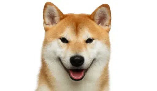0xJohnnyJohnny's tweet photo. how have we never bonded $inu?

literally the golden ticker

OG 2yr old 

GRaUR7eVHfFWzCVb9CHpwdyCvgb74xTZuGg5PNP58xEi https://t.co/4Gu9JRY2pK